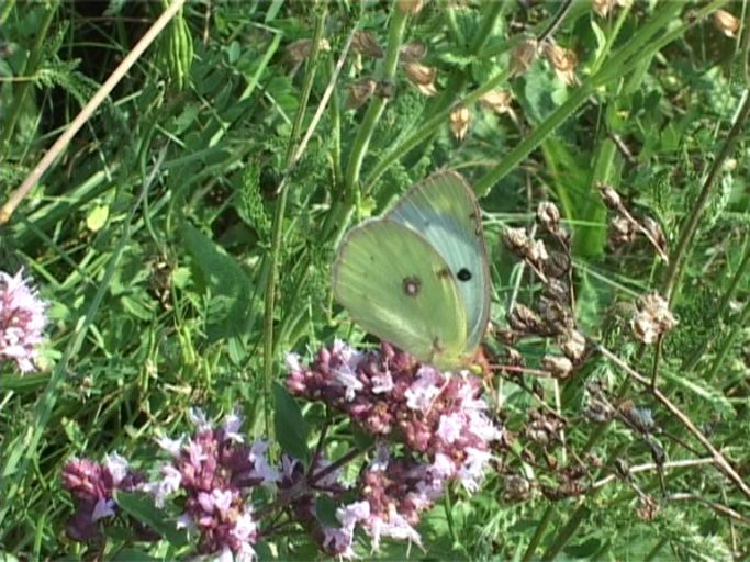 Hufeisenklee-Gelbling ( Colias alfacariensis ), Weibchen, Flügelunterseite : Kaiserstuhl, 12.07.2006